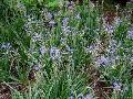 Blue Camassia / Camassia leichtlinii 